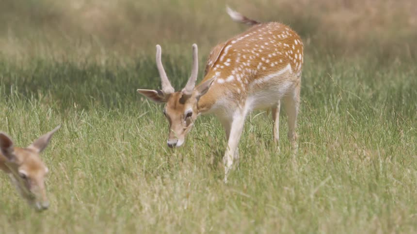 Deers walking on a grassy field