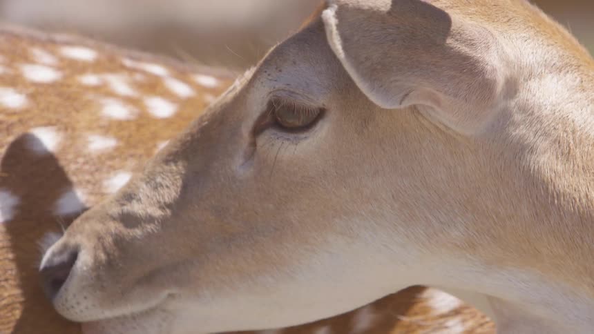 A deer grooms the spotted side of a baby deer