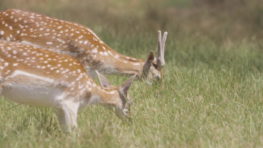 Two deer eat the grass