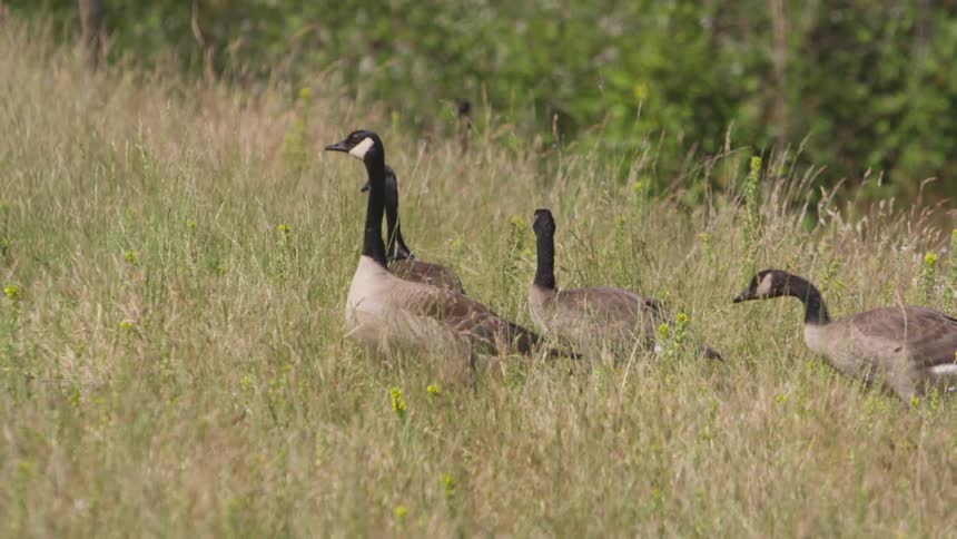 A group of ducks walks along a pasture