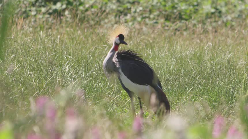 A gray bird with a yellow plume and black and white head stands in a grassy field looking around