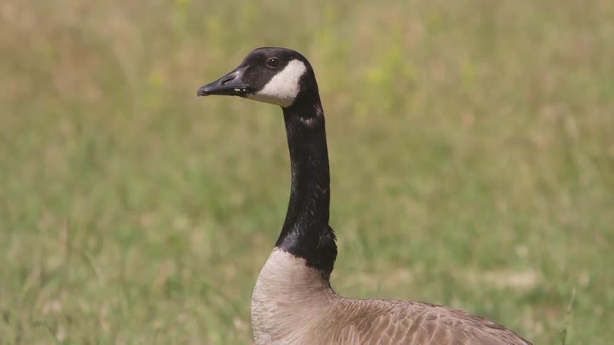 A goose is walking in a grassland area
