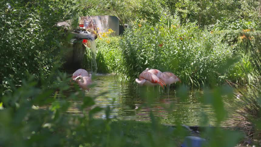 Flamingos standing on an pond