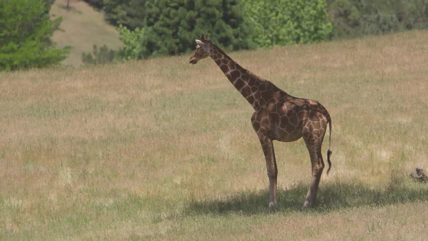 A giraffe stands in the field