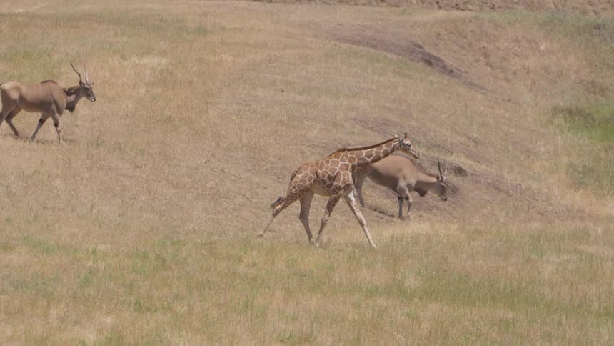 Wild animals walks through savannah