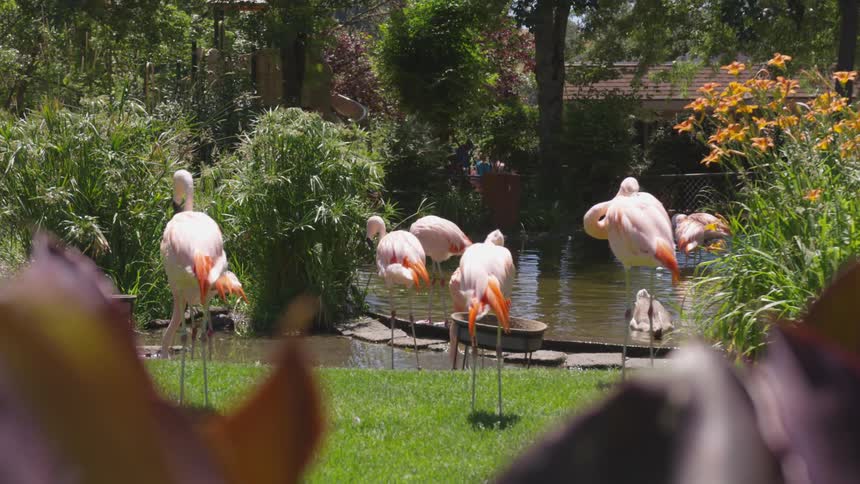 Flamingos standing on pond on park