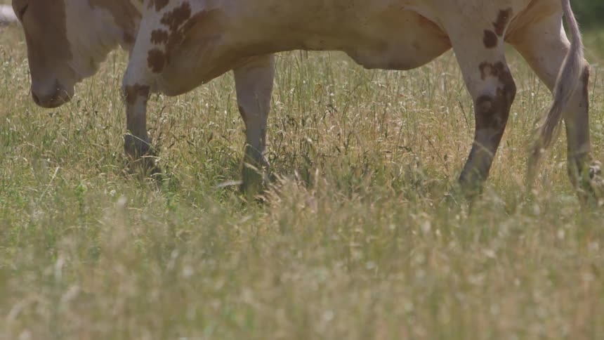 A cow walking through a field