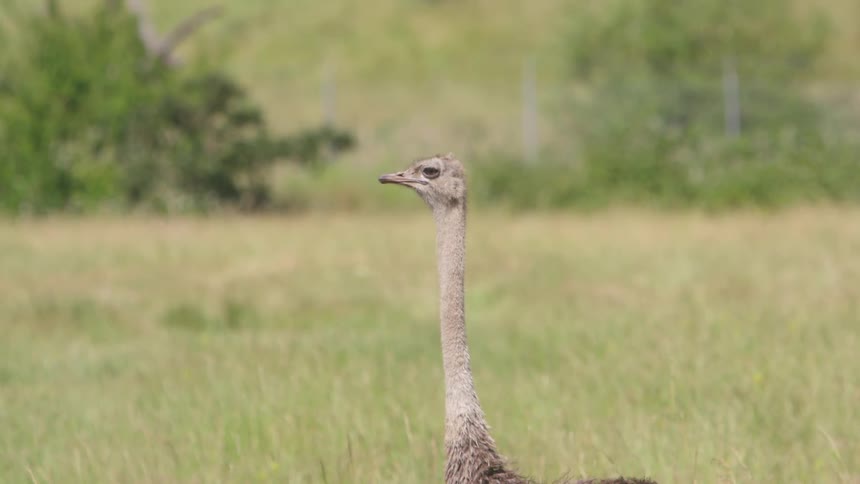 An emu stands on a grassy field