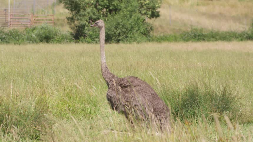 A brown ostrich sits in a grassy field with it head held high