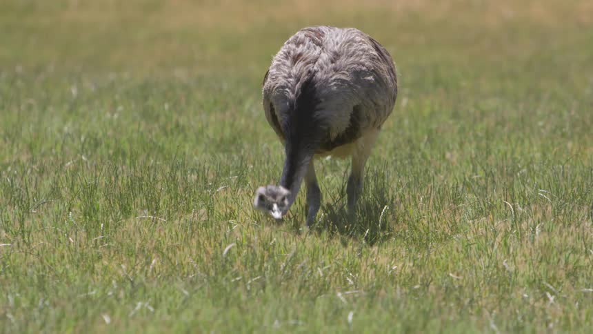 An ostrich walks through a field and grazes