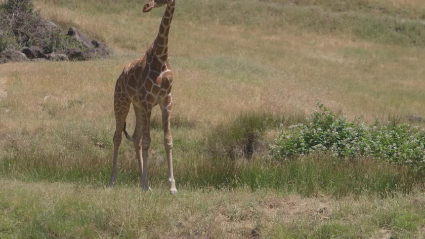 A giraffe walking in the wild