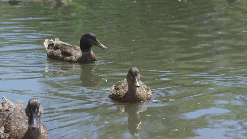 Ducks floating on a river