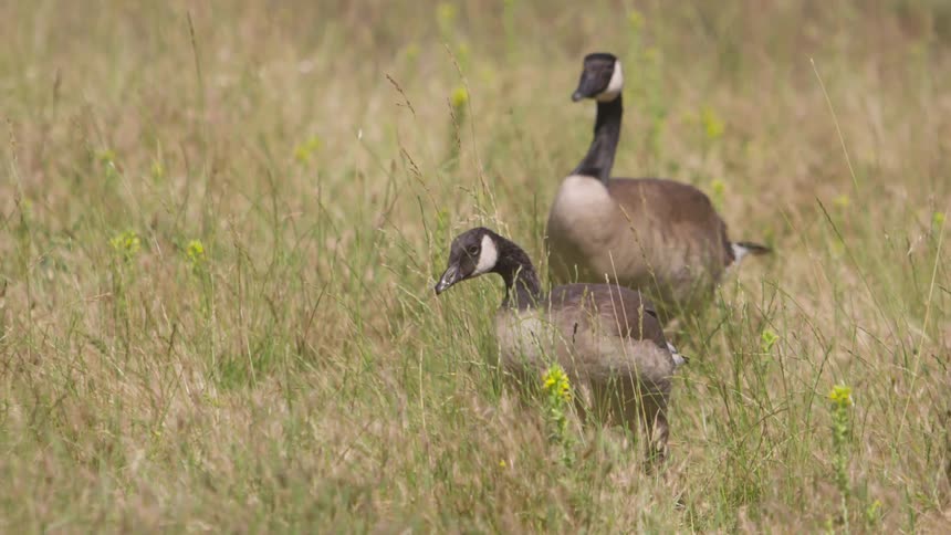 Geese walk through a grassy field