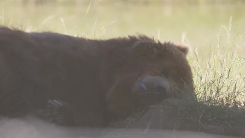 A bear sleeps in the grass