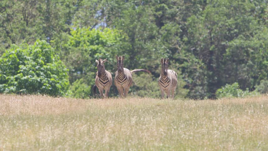 Three zebras stand at edge of trees on savanna staring