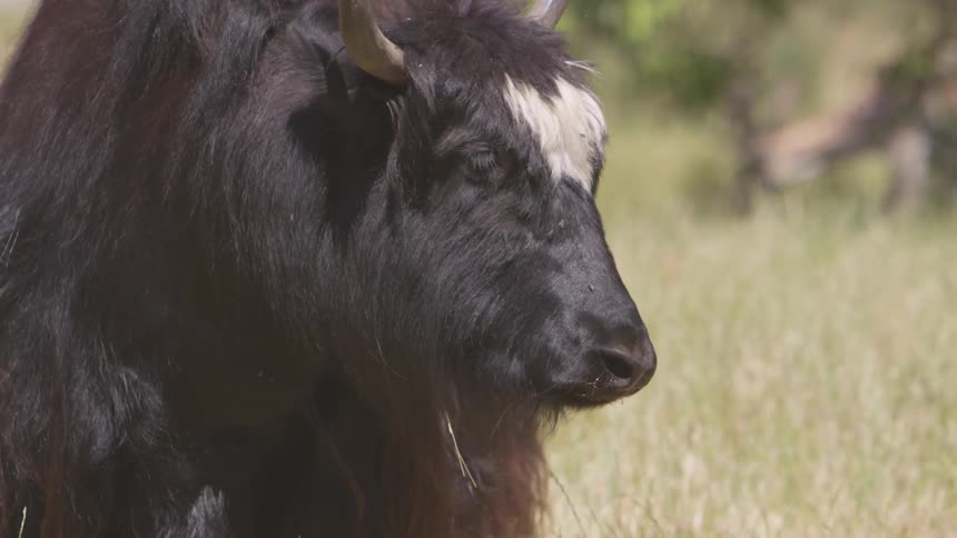 Buffalo in the field