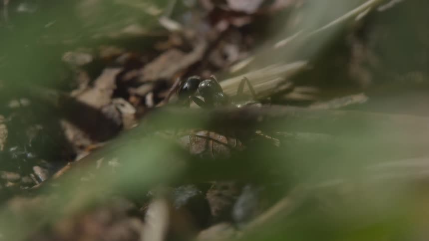 Many ants work diligently