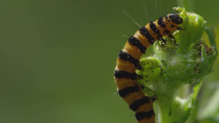 Yellow and black striped caterpillar chews on plant