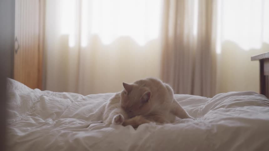 Cat cleaning over a bed on a bedroom