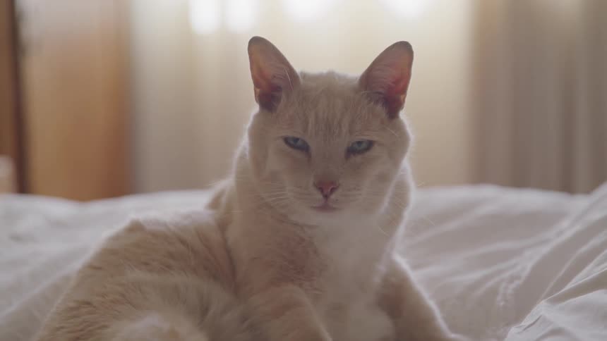 Cat laying on a white sheet