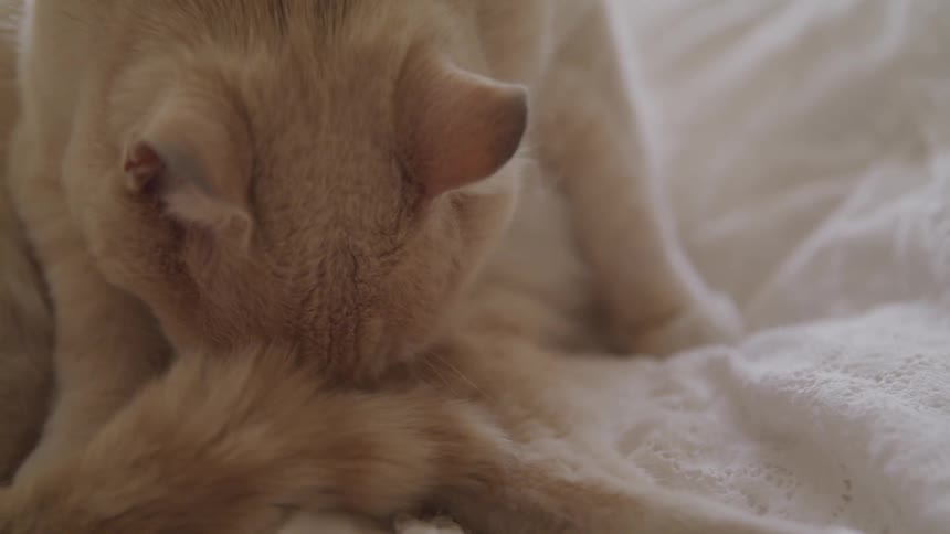 A cat grooms itself