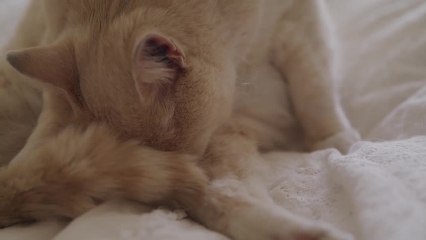 Kitten cleaning itself