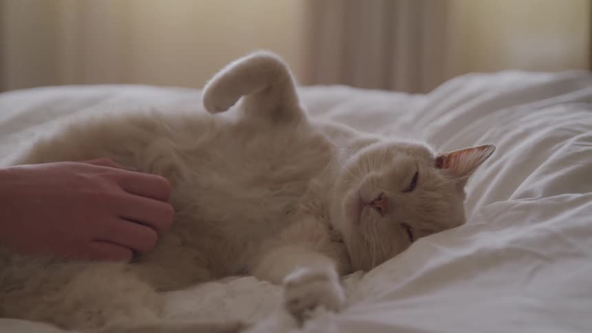 A person scratching a cat while it lies on a bed
