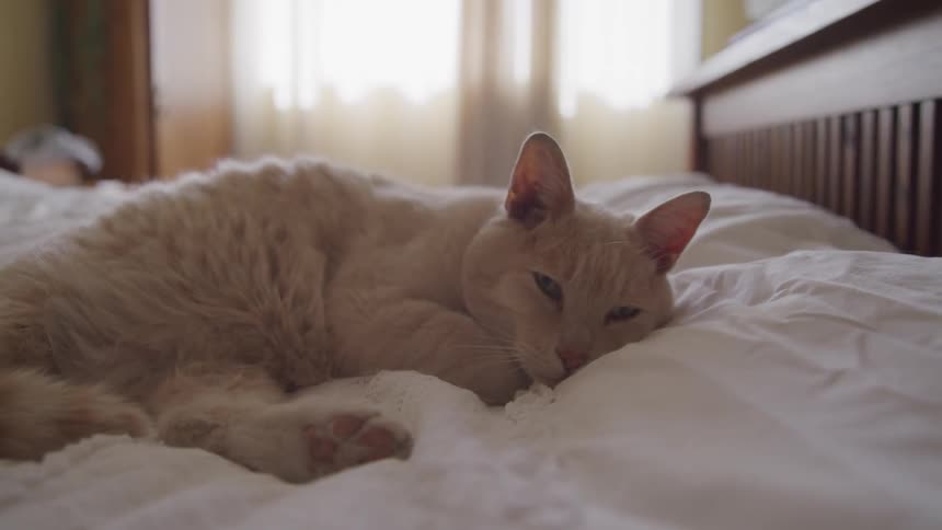 A cat lays on the bed