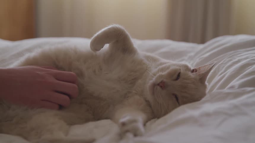 A cat lies on a bed while someone scratches its belly