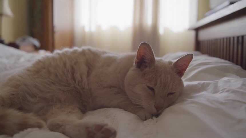 A cat laying down on a bed to rest