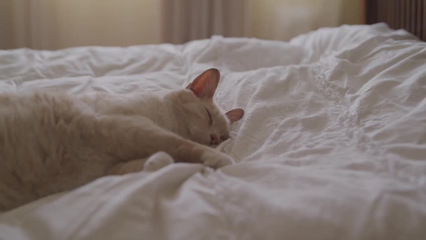 A cat asleep on a bed