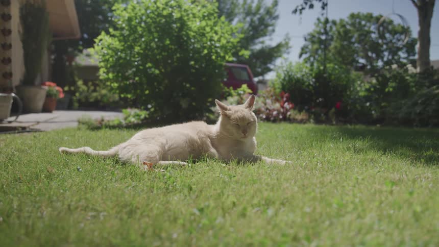 A cat is outdoors laying in the grass