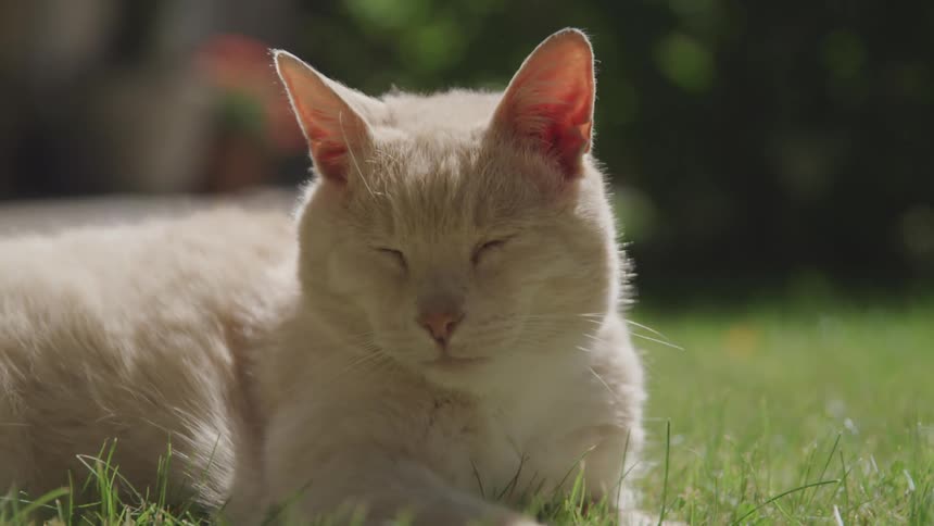 A cat is laying outside in the grass with its eyes almost all the way closed