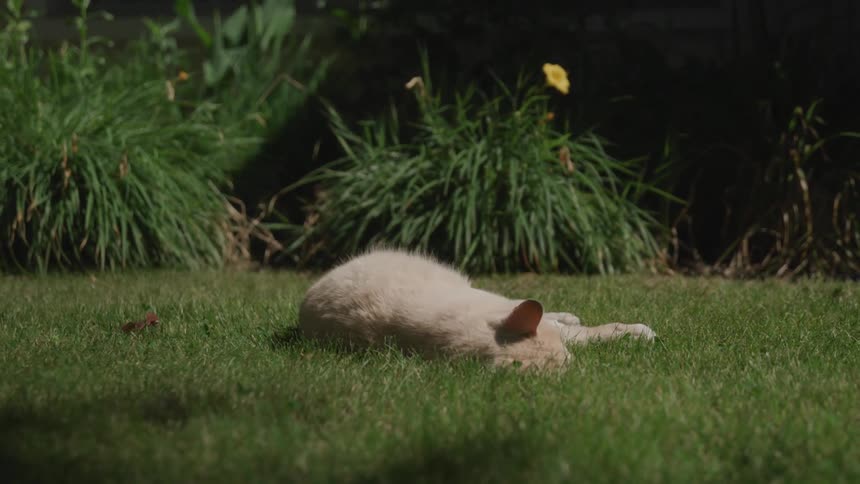 White cat lies on the grass under the sunlight during daylight