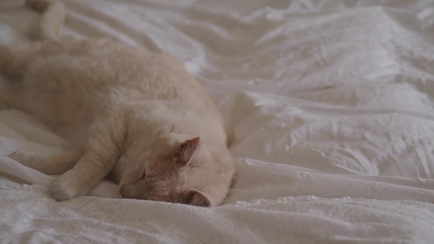 White cat sleeping in a white bed