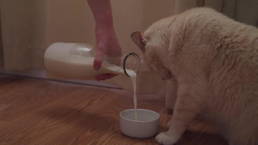 Man pouring milk into cat bowl