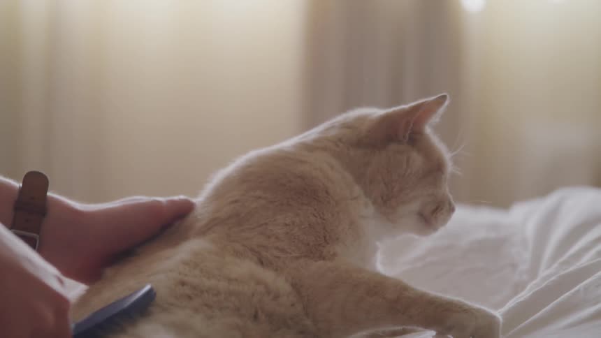 A person brushing a fluffy orange cat on a bed
