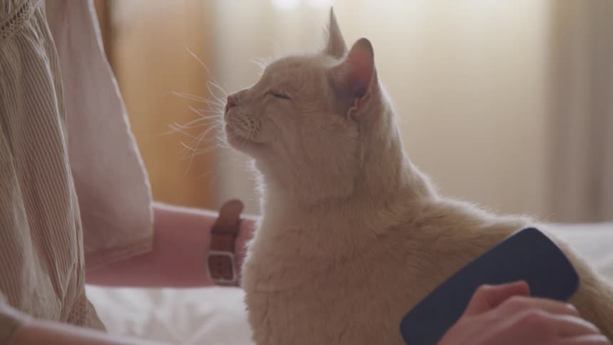 A woman brushes her cat while sitting in bed