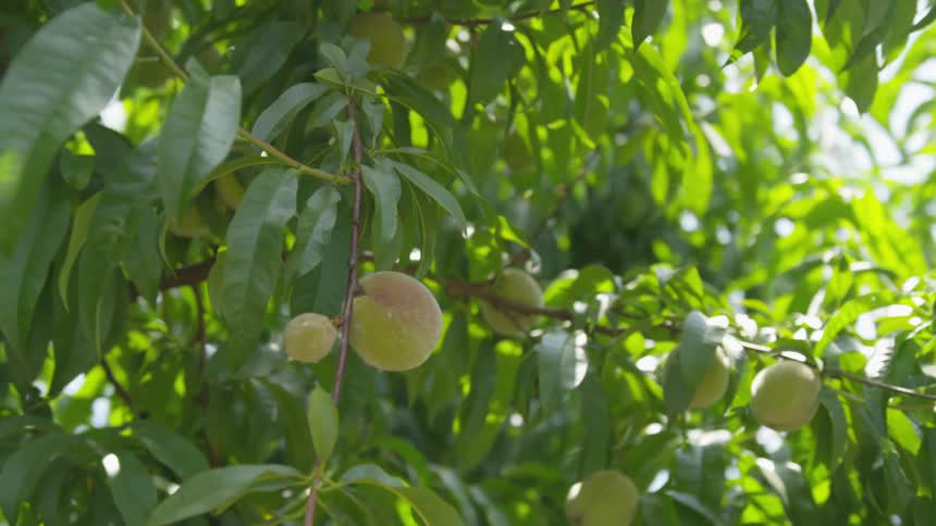 The tree is full of ripe fruit on a sunny day