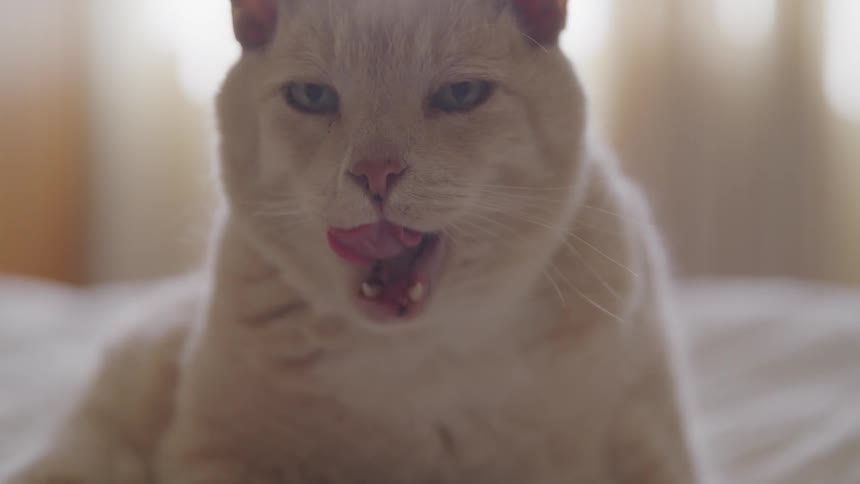 A cat stares ahead and sticks its tongue out