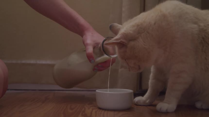 Milk is poured into a bowl for a cat in a kitchen with a wooden floor