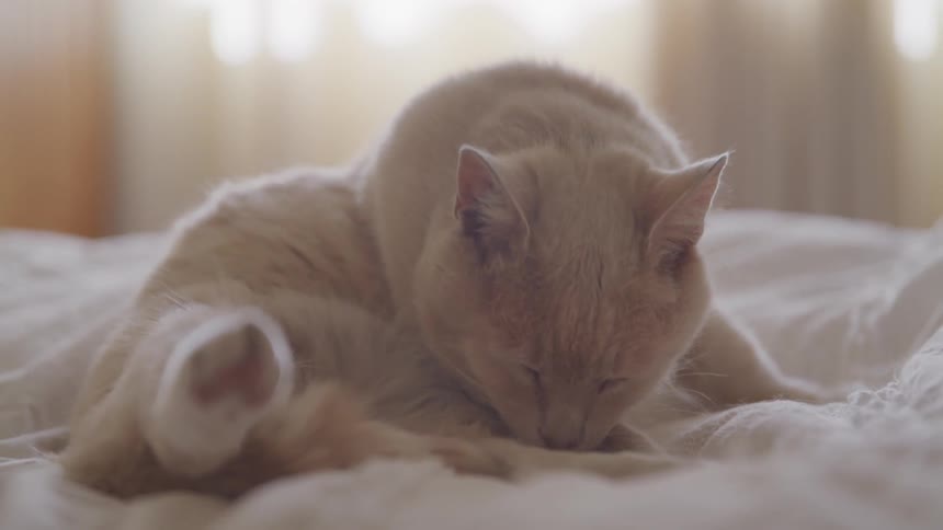 A cat cleans itself while lying on a bed