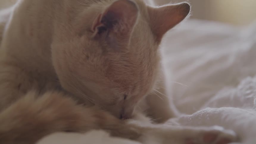A cat is grooming itself indoors