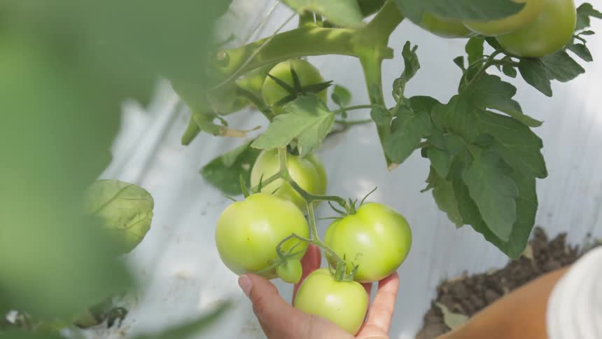A man uses his hand to lift some green tomatoes and examine them while they are still on the plant