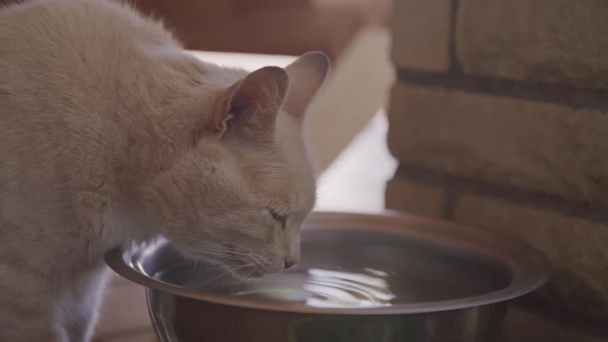 White cat drinks water from aluminum bowl indoors during daylight