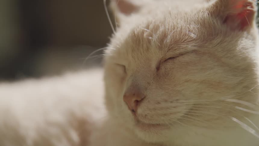 A cat lies in the sun with its eyes closed