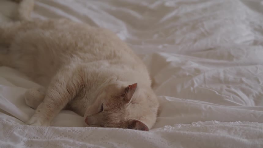 A cat is laying on a bed