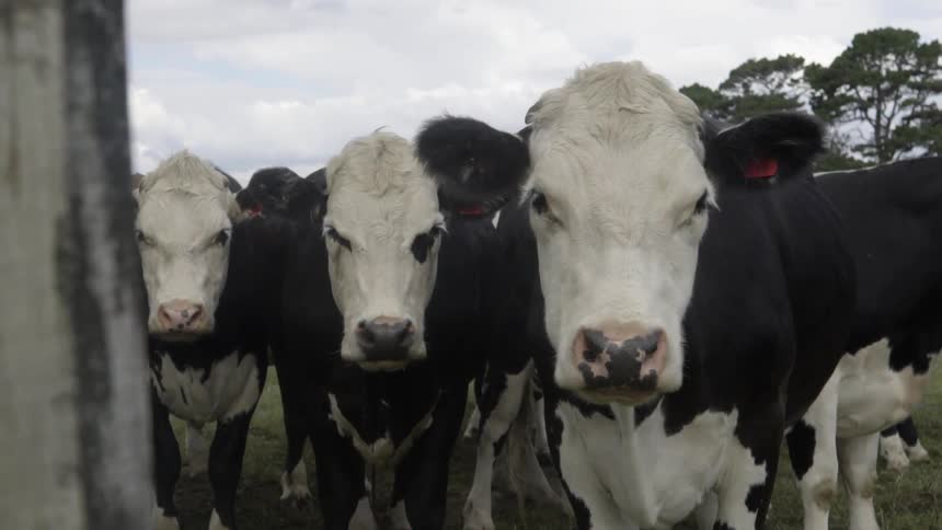 A row of large cows stand on a field on a cloudy day