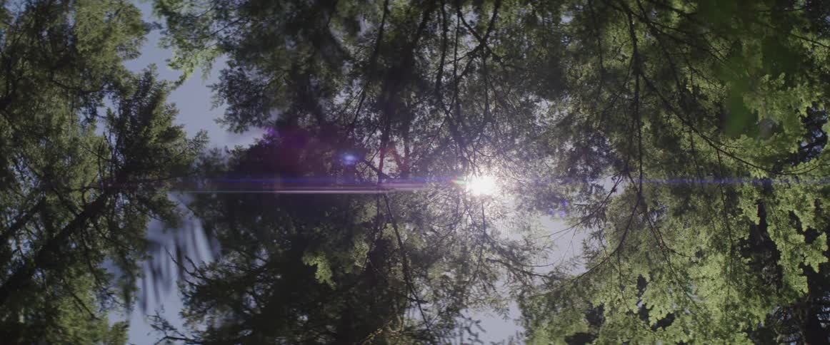 The sun is shining through the canopy of trees on a sunny day