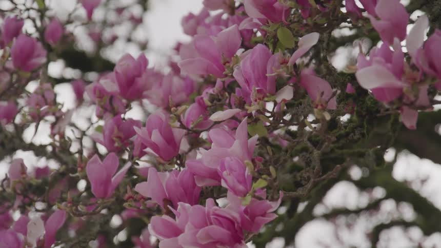 A cherry blossom tree with pink flowers